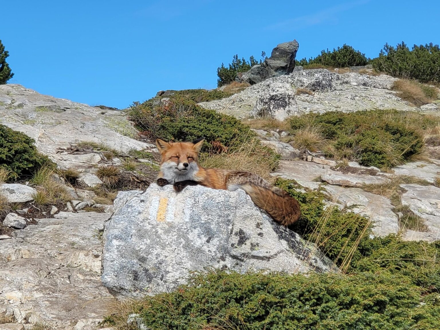 The Seven Rila Lakes, Bulgaria: The Fox That Behaved Like a Cat