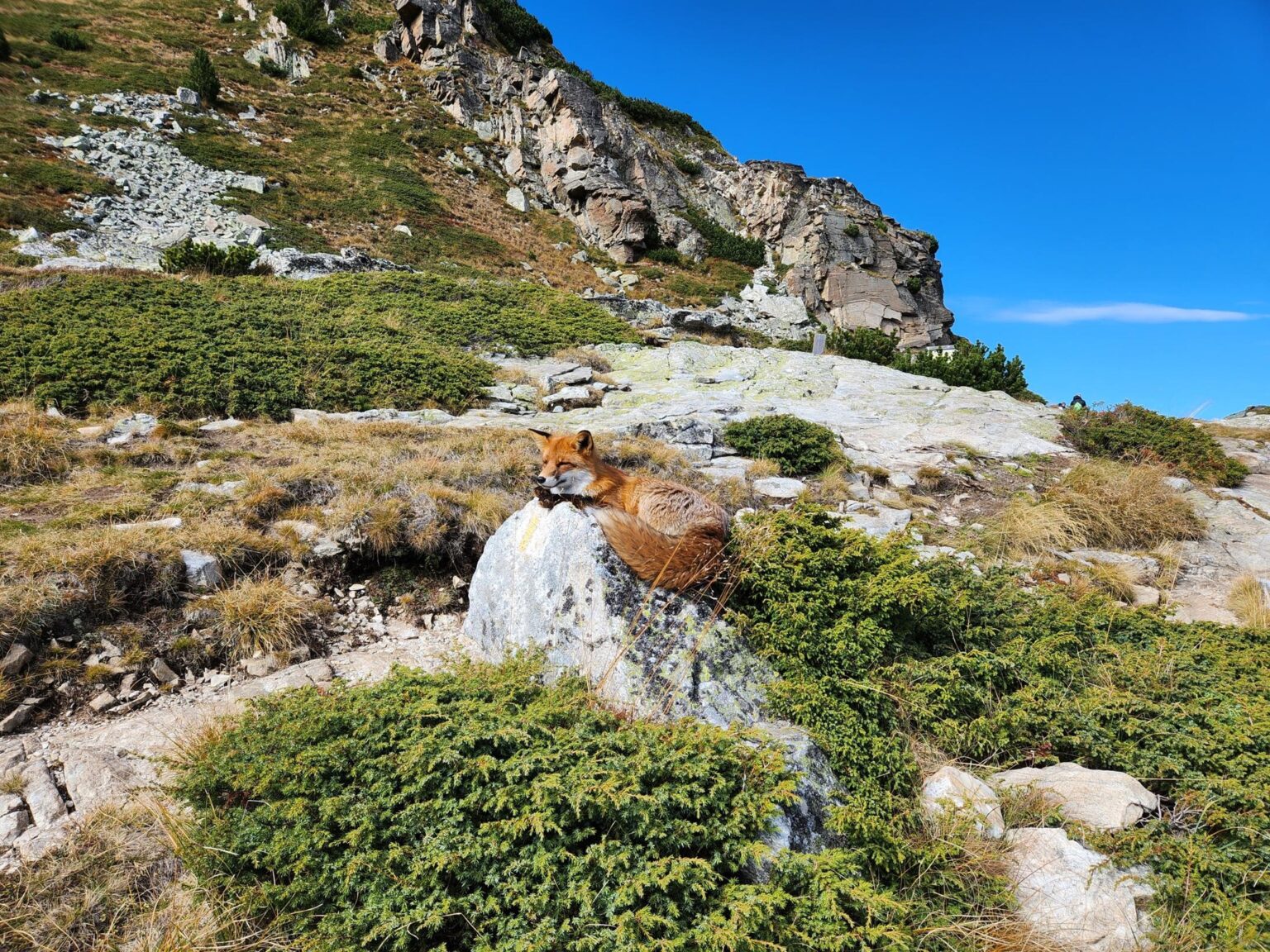 The Seven Rila Lakes, Bulgaria: The Fox That Behaved Like a Cat
