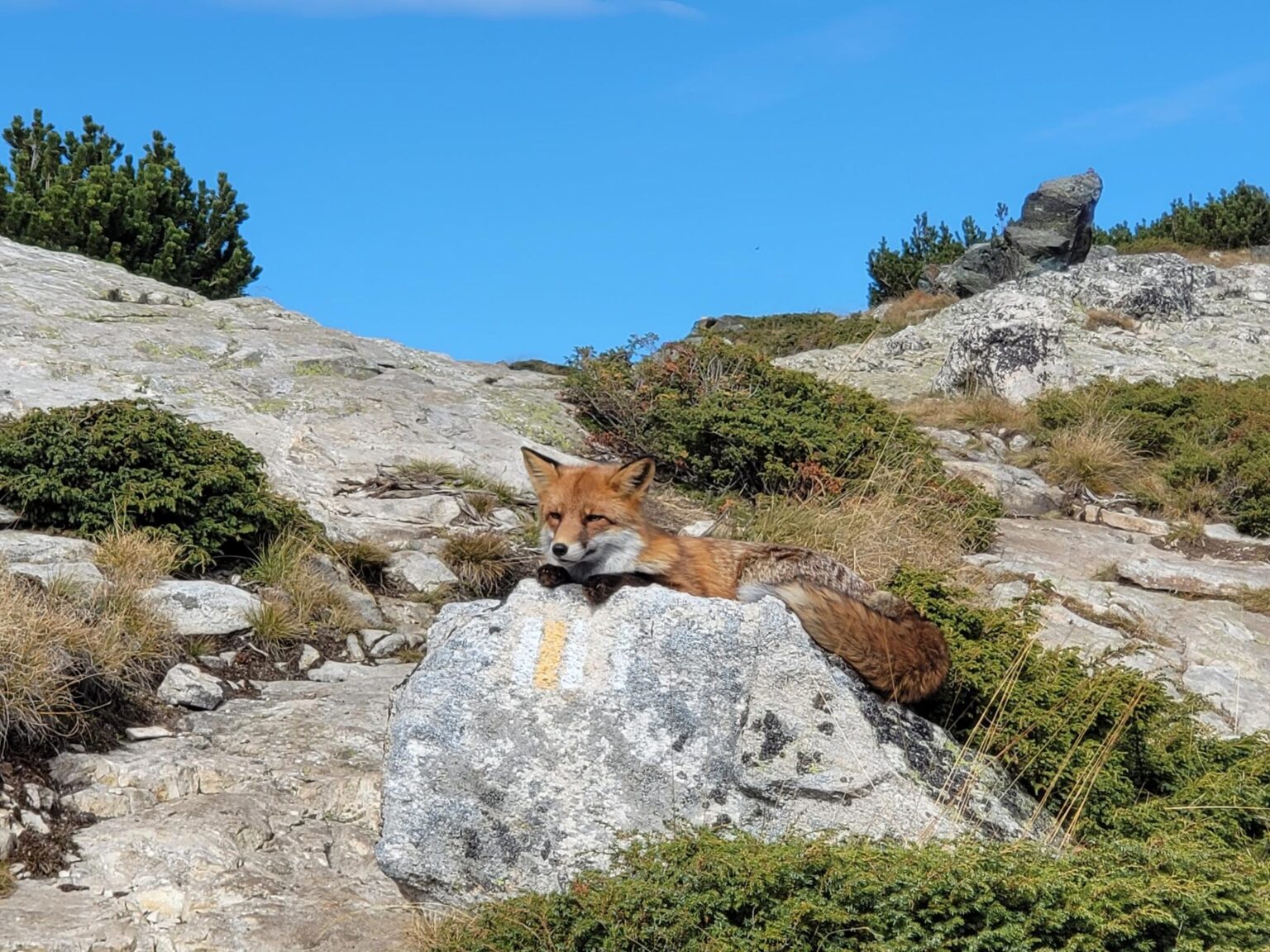 The Seven Rila Lakes, Bulgaria: The Fox That Behaved Like a Cat
