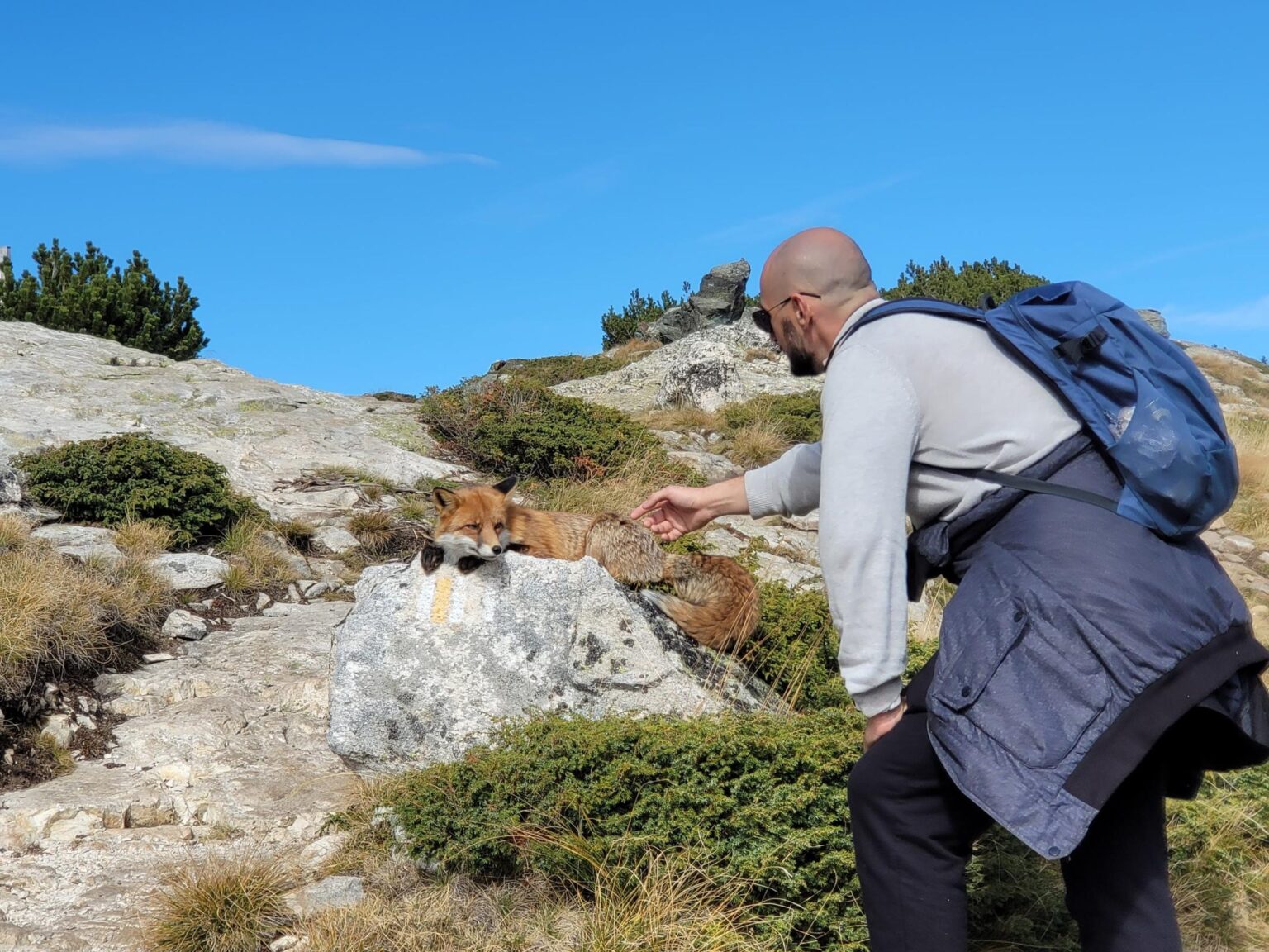The Seven Rila Lakes, Bulgaria: The Fox That Behaved Like a Cat