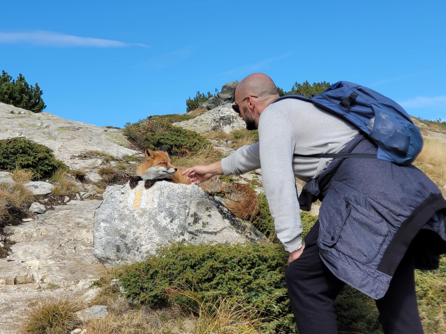 The Seven Rila Lakes, Bulgaria: The Fox That Behaved Like a Cat