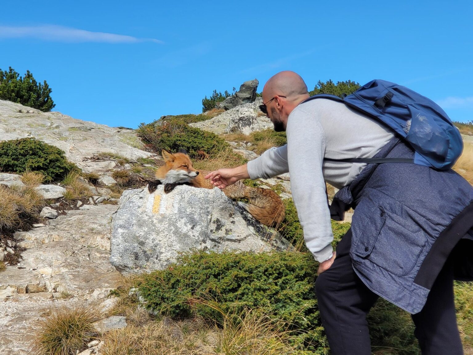 The Seven Rila Lakes, Bulgaria: The Fox That Behaved Like a Cat