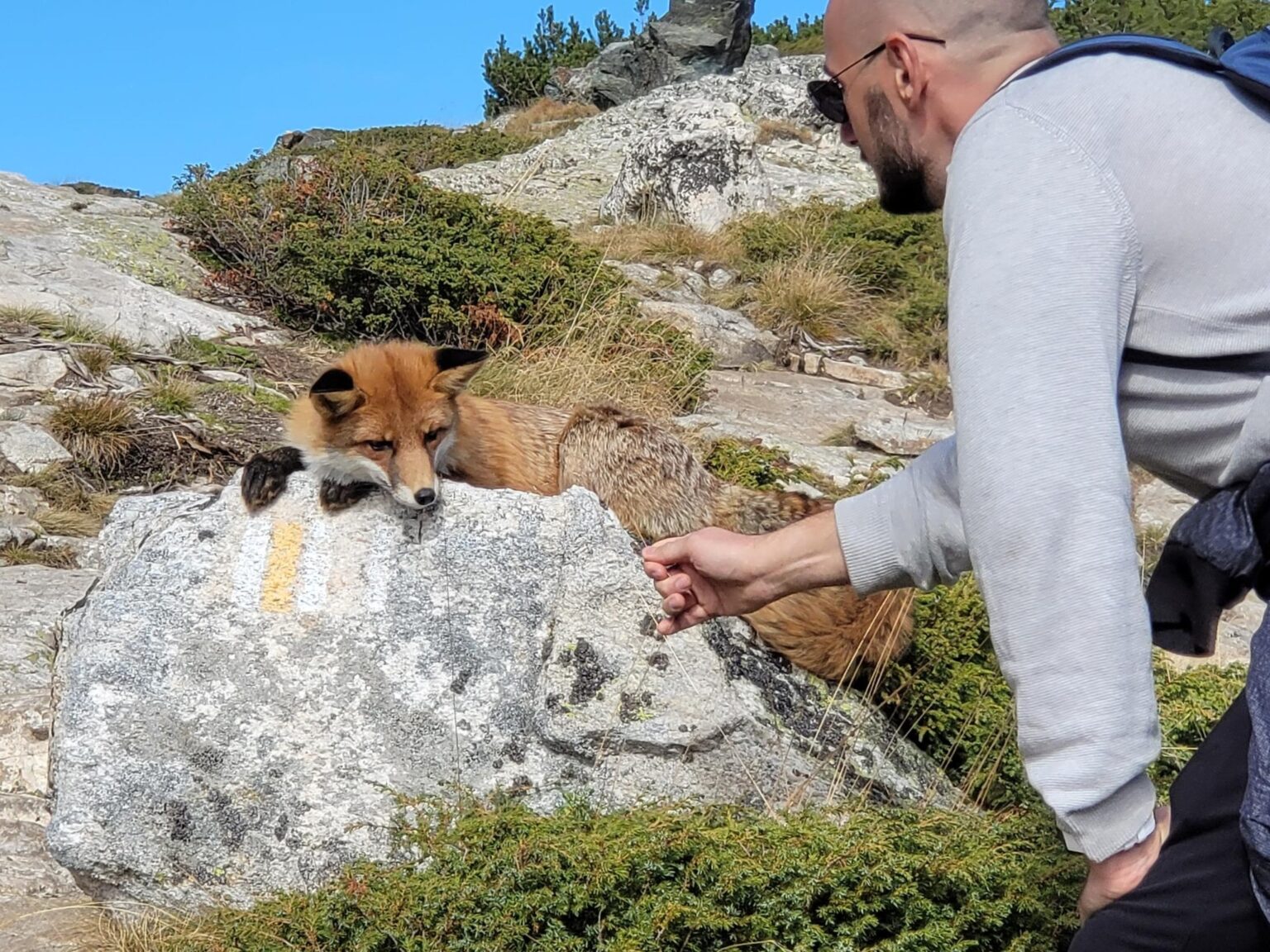 The Seven Rila Lakes, Bulgaria: The Fox That Behaved Like a Cat