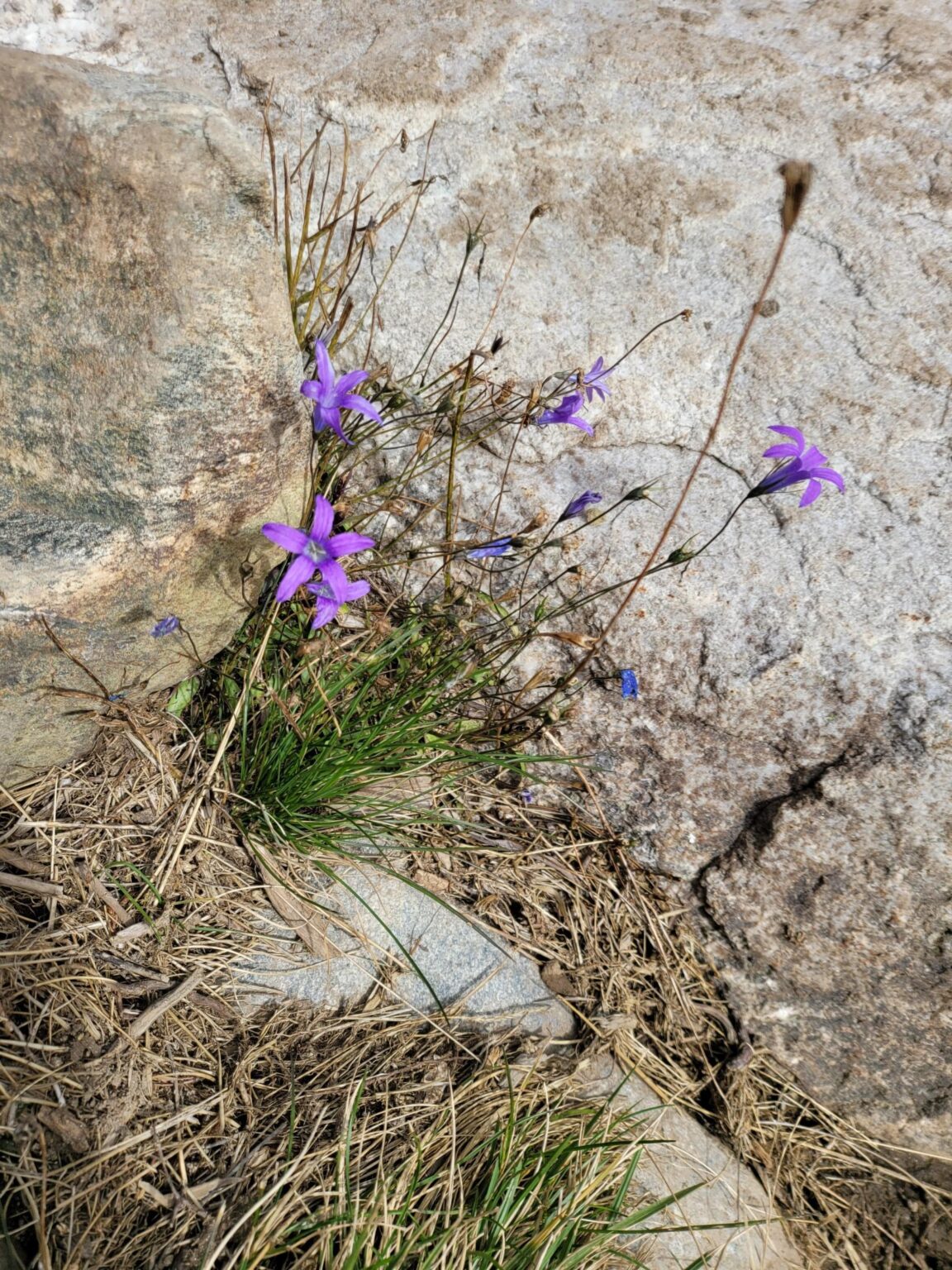 The Seven Rila Lakes, Bulgaria: The Fox That Behaved Like a Cat
