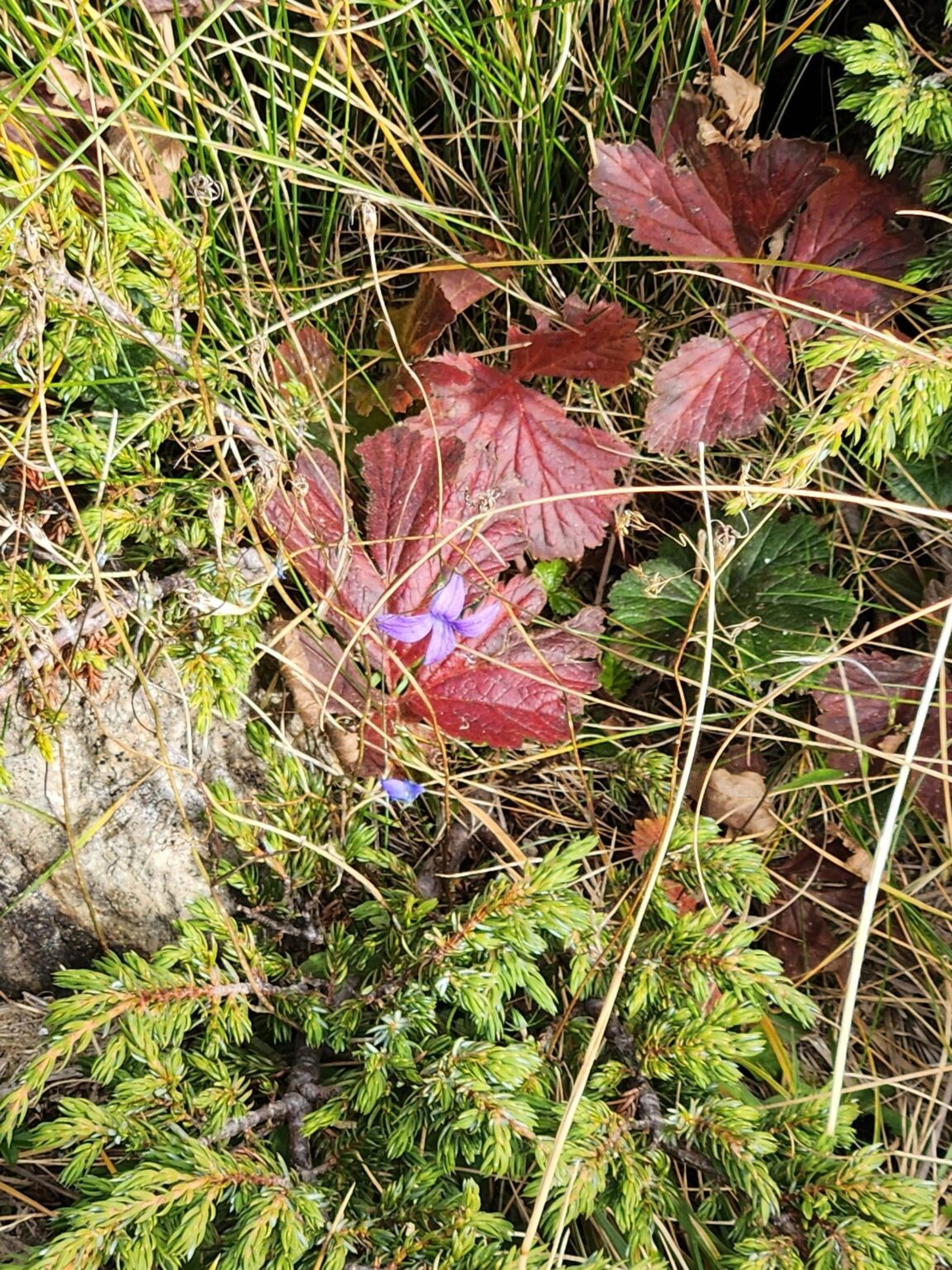 The Seven Rila Lakes, Bulgaria: The Fox That Behaved Like a Cat