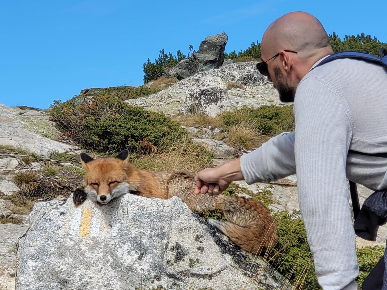 The Seven Rila Lakes, Bulgaria: The Fox That Behaved Like a Cat