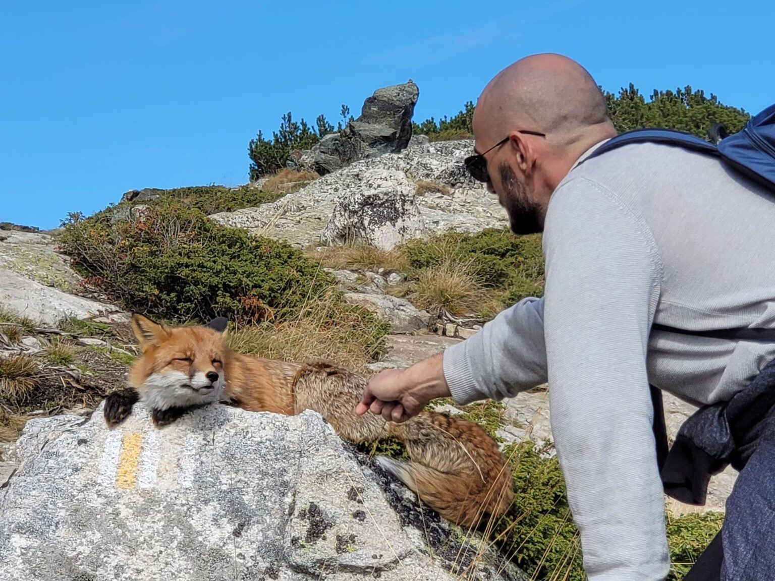 The Seven Rila Lakes, Bulgaria: The Fox That Behaved Like a Cat