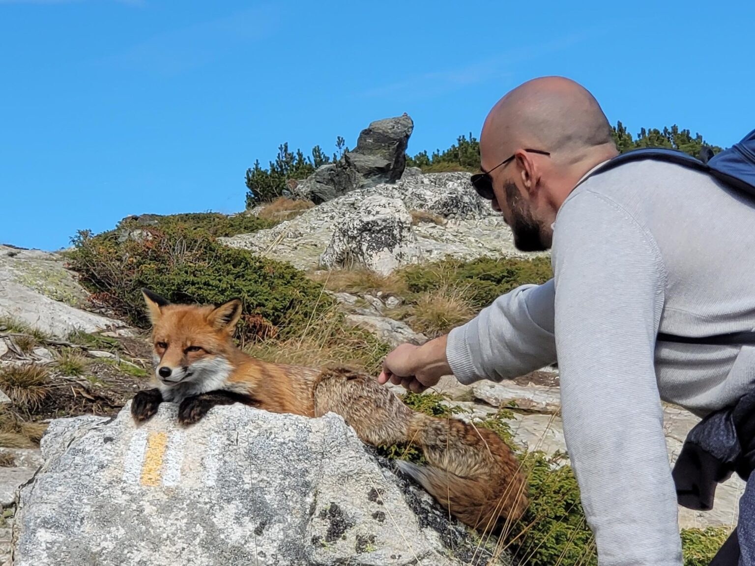The Seven Rila Lakes, Bulgaria: The Fox That Behaved Like a Cat