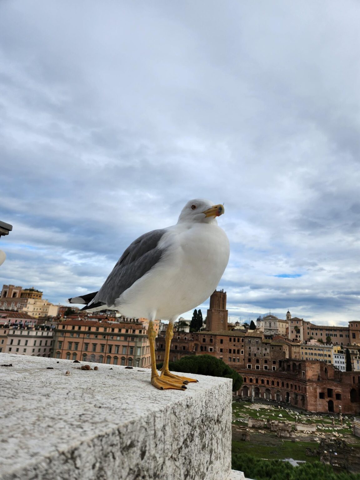 Rome in 8 Days: Walking 100 km Through a History Textbook