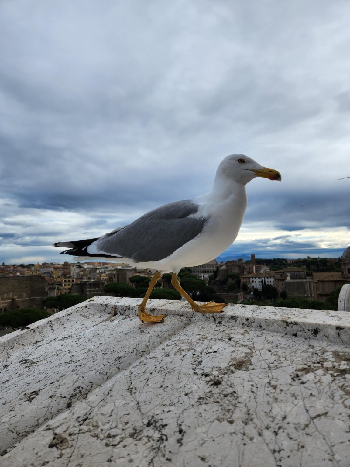 Rome in 8 Days: Walking 100 km Through a History Textbook