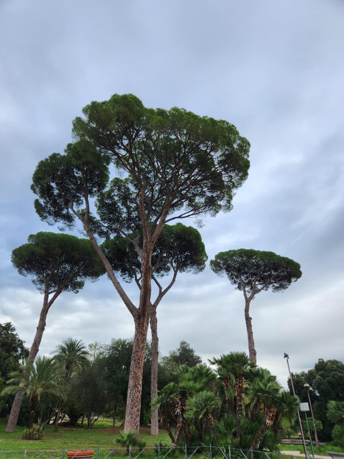 Rome in 8 Days: Walking 100 km Through a History Textbook