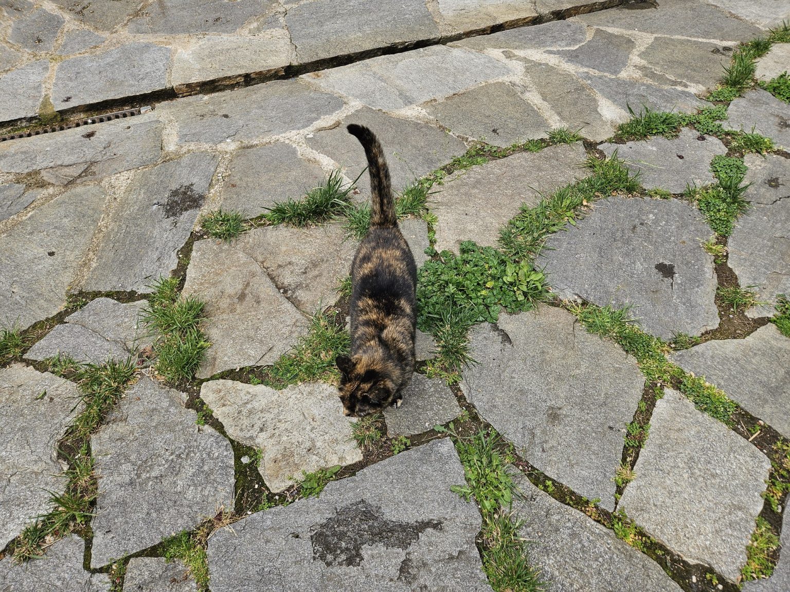 Котка на каменните плочи в бачковски манастир