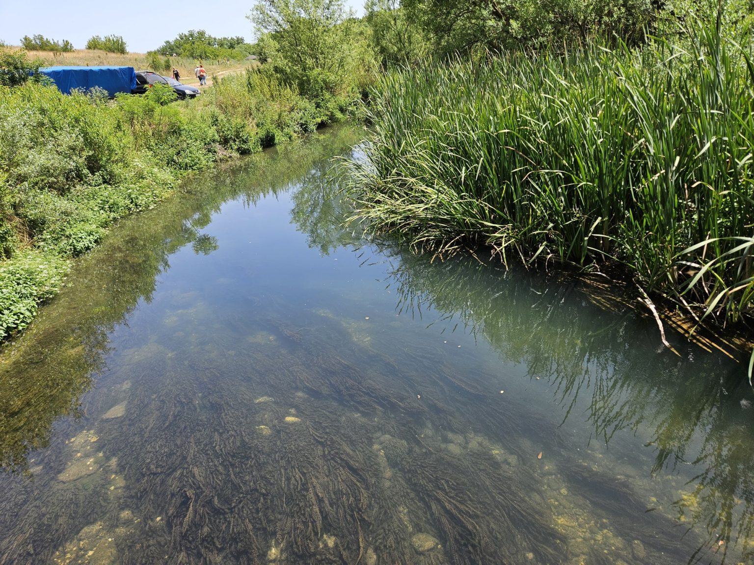 Водна растителност в реката на екопътека Искър-Панега