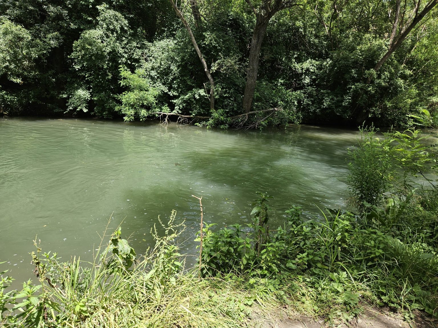 Спокойни речни води с тревисти брегове