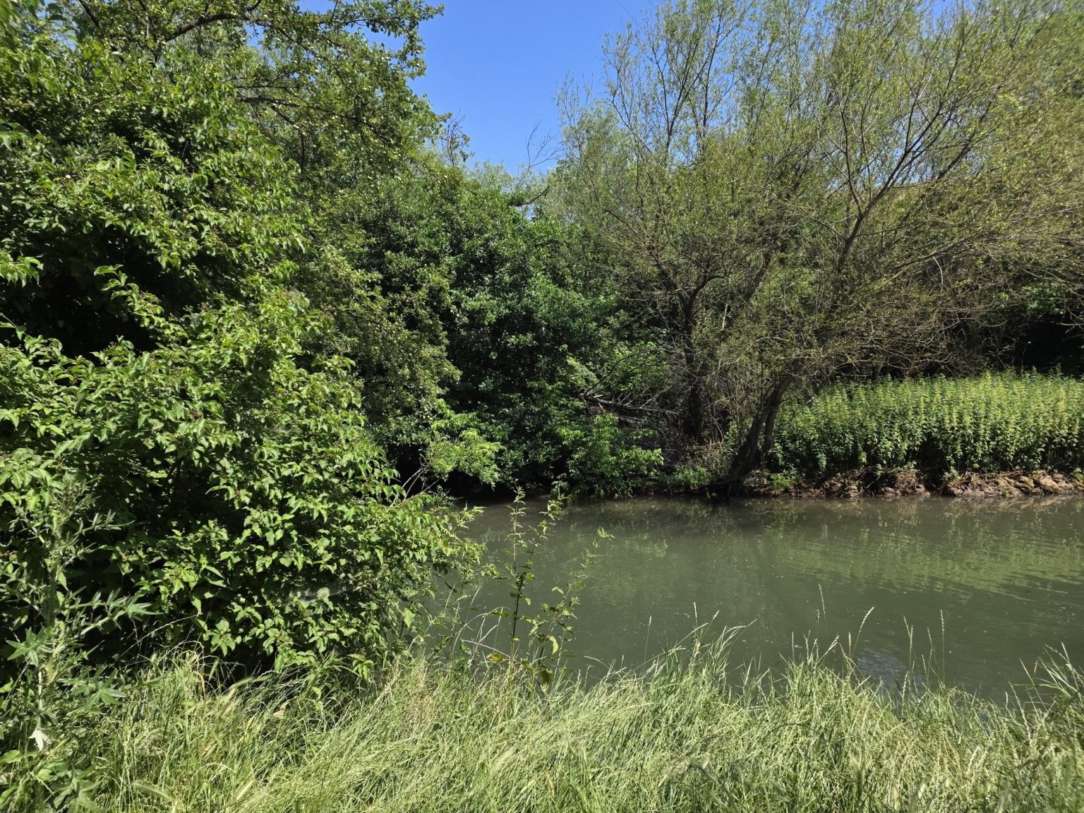 Речен участък с клони на дървета над водата